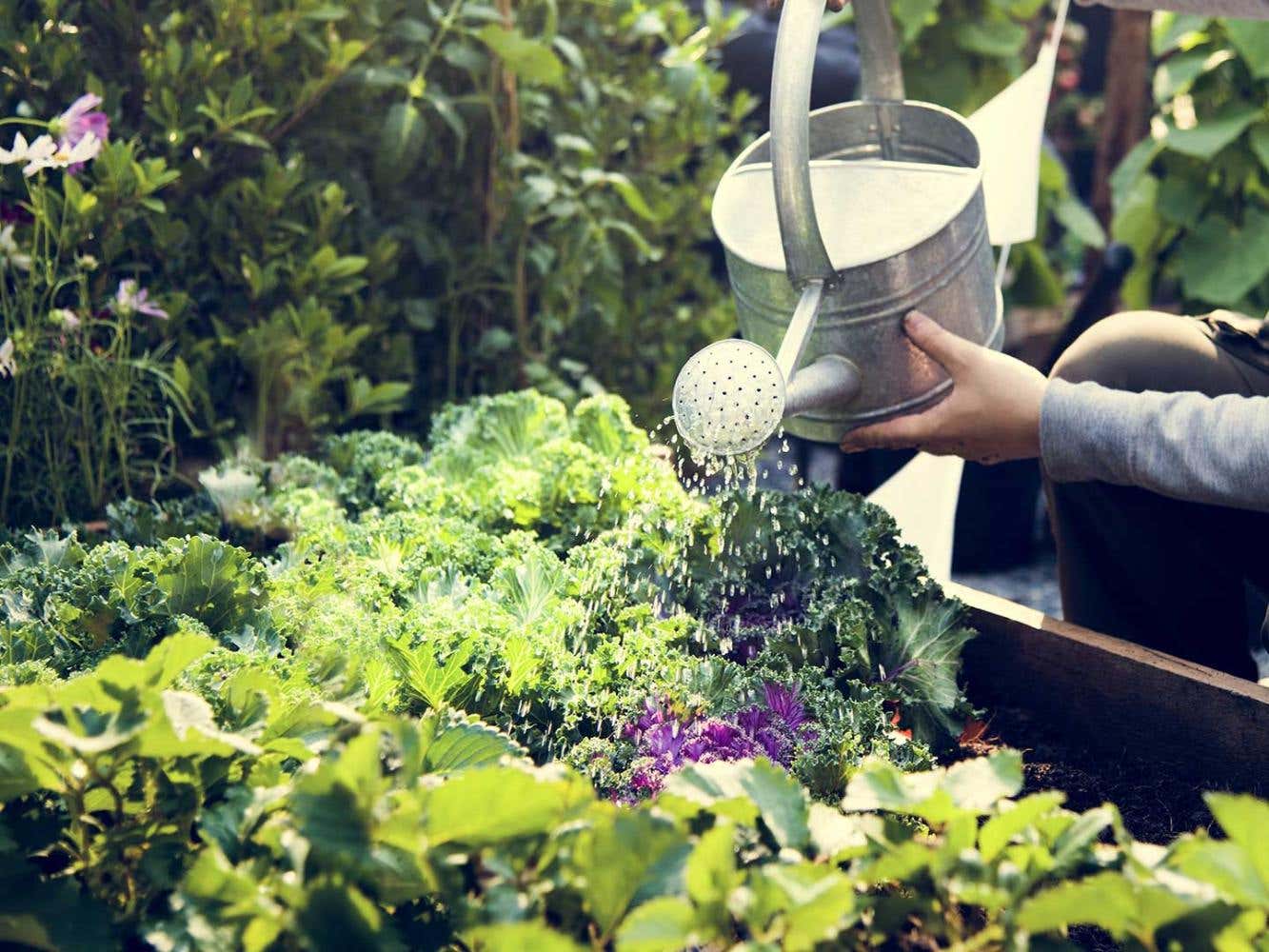 Watering Garden Plants