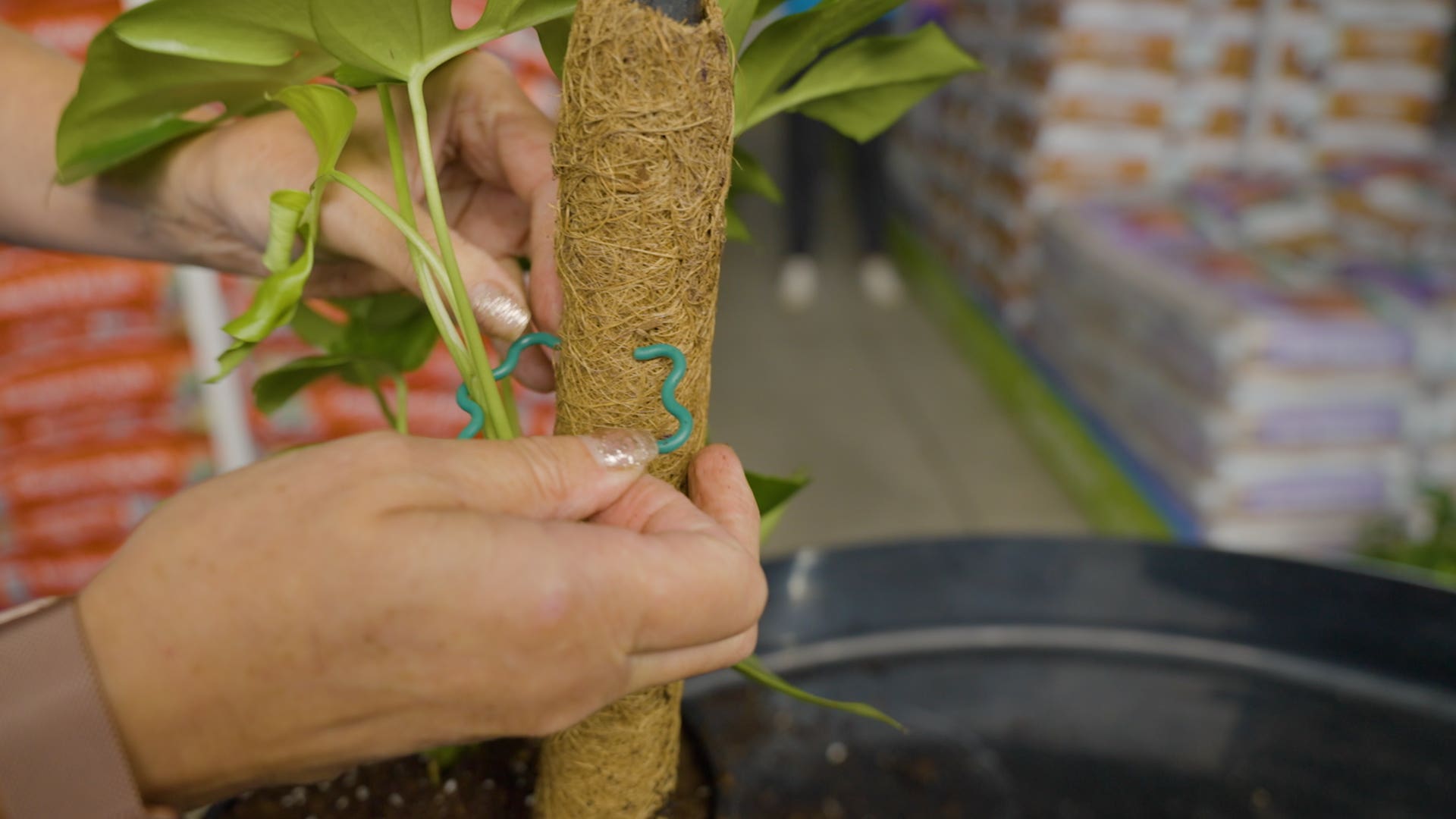 Indoor Plant