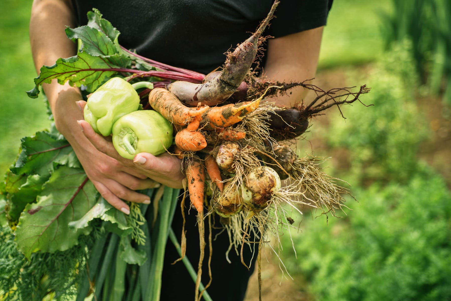 Autumn Veggies