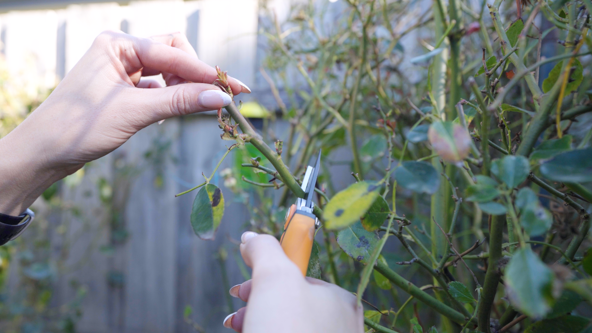 Winter Gardening