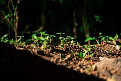 seedlings and plants