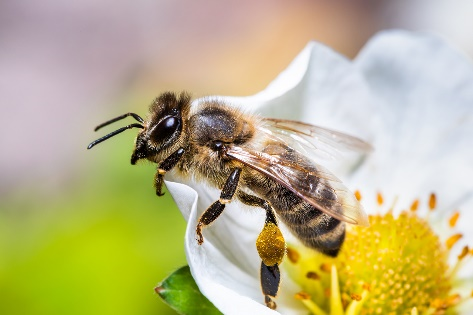 bee-pollinating