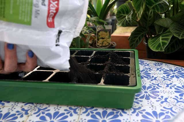 a vegetable garden