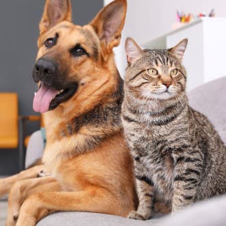 Pet Supplies