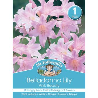 Mr Fothergill's Bulbs Belladonna Lilly Pink