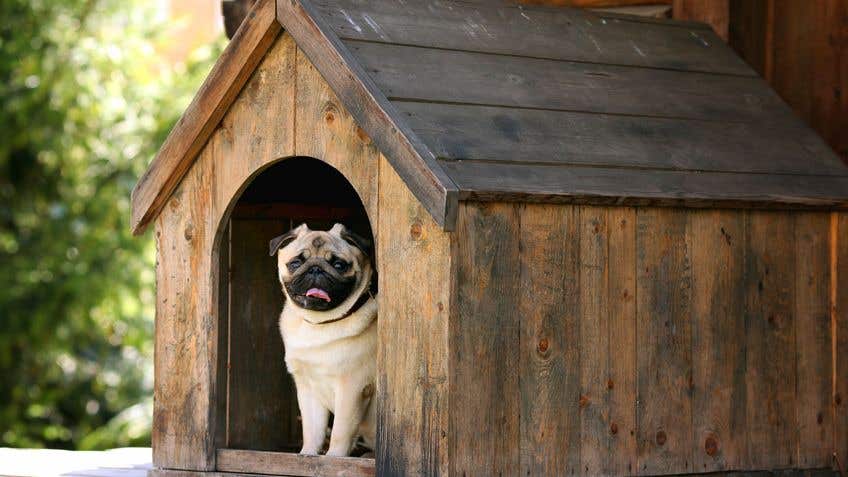 How To Build A Dog Kennel Mitre 10