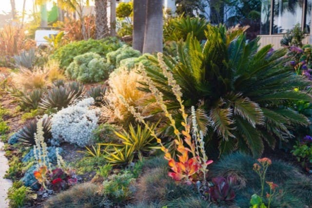 Drought Tolerant Garden