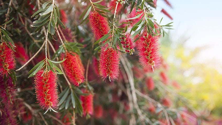 growing native plants 