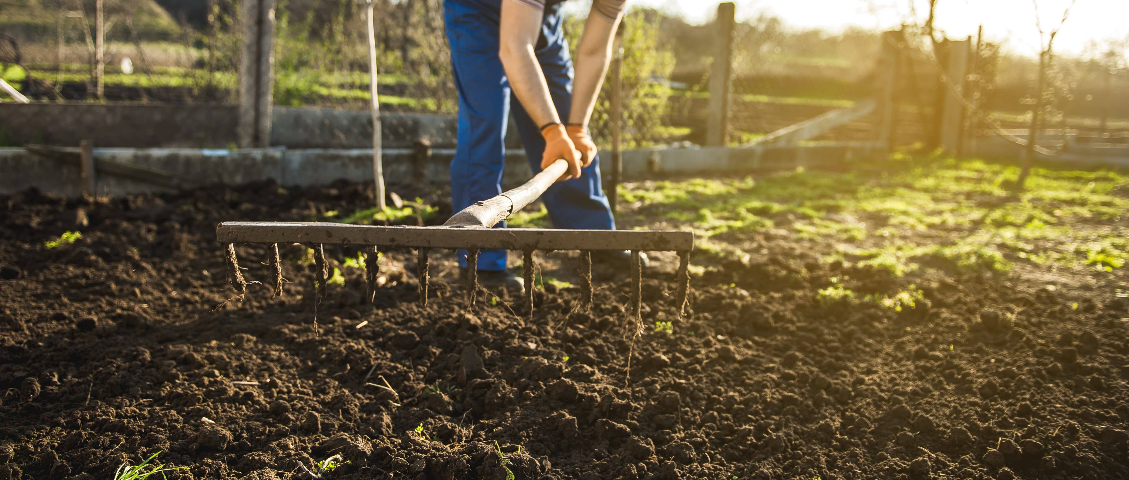  Tendering a garden soil with a rake 