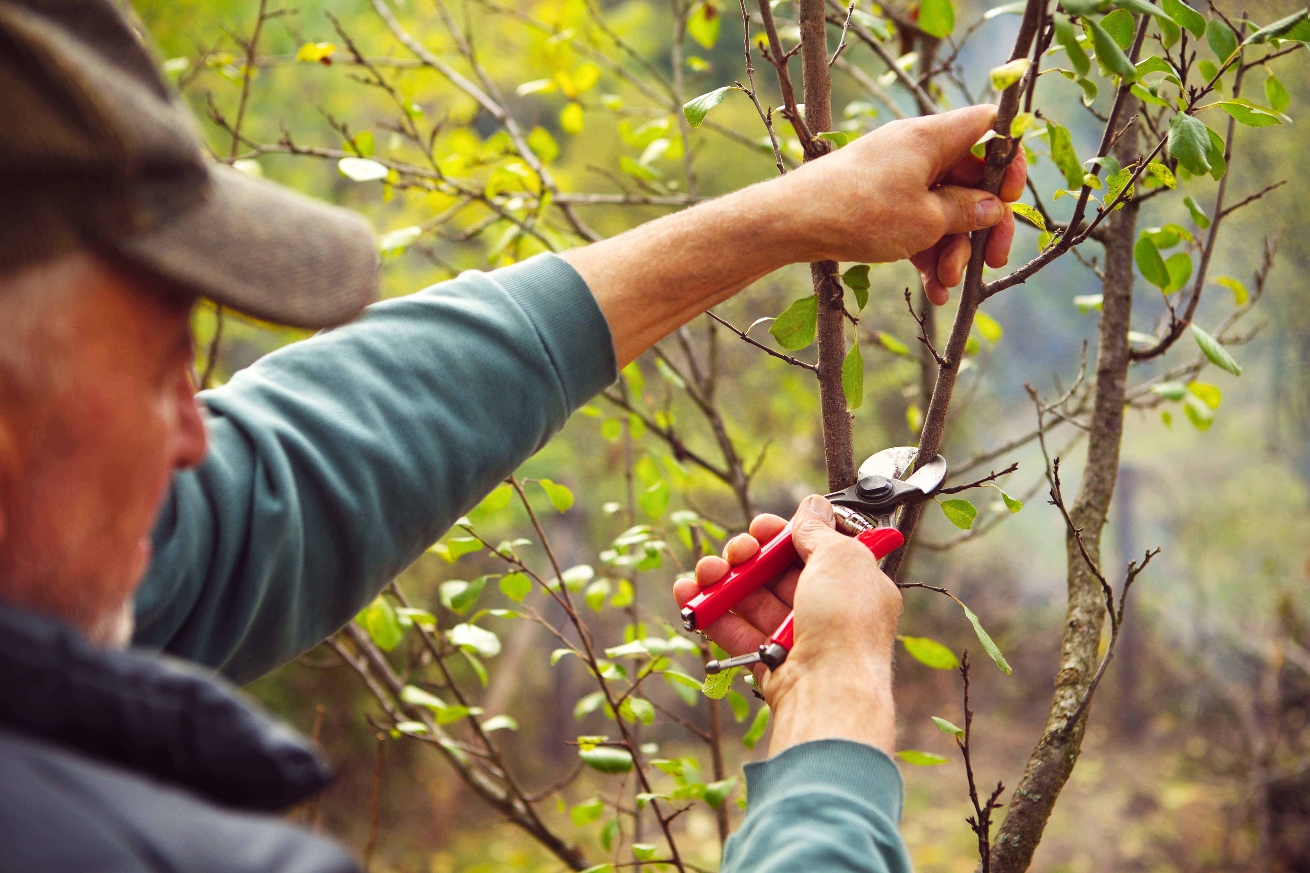 Red pruning shears used by garndener