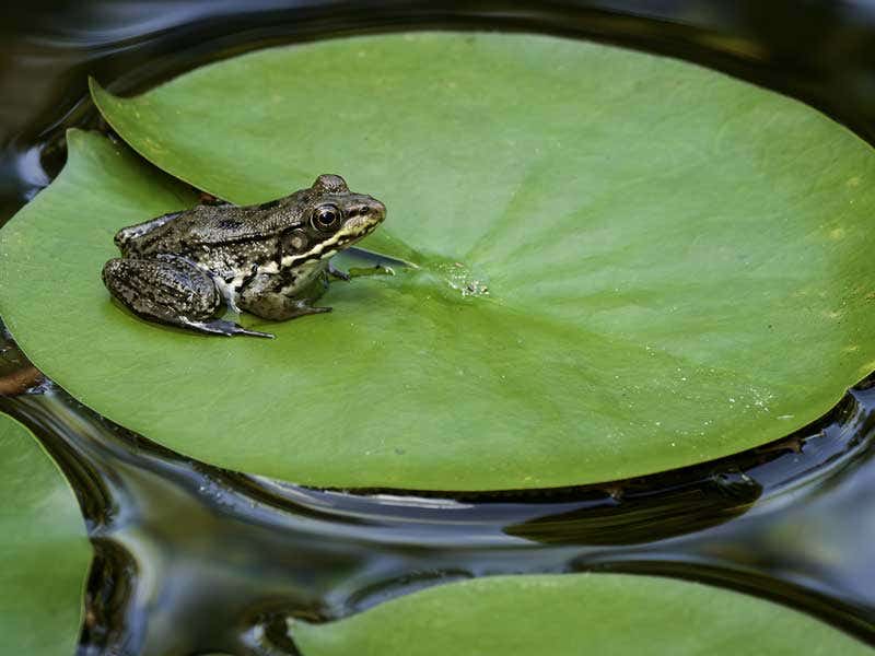  frog on top of a leaf pad 