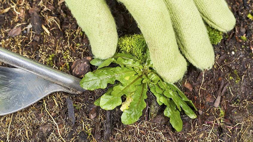  destroy common garden weeds 