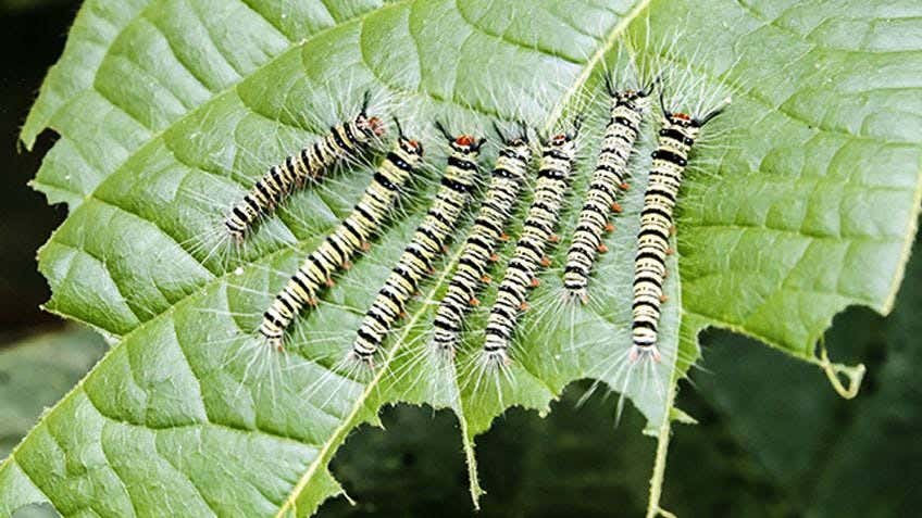  common garden pests 