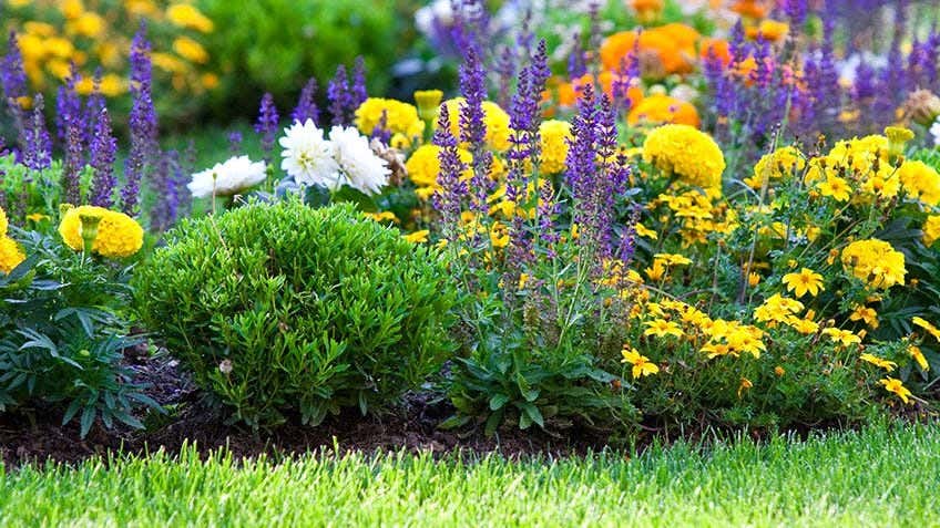 How to maintain a summer garden