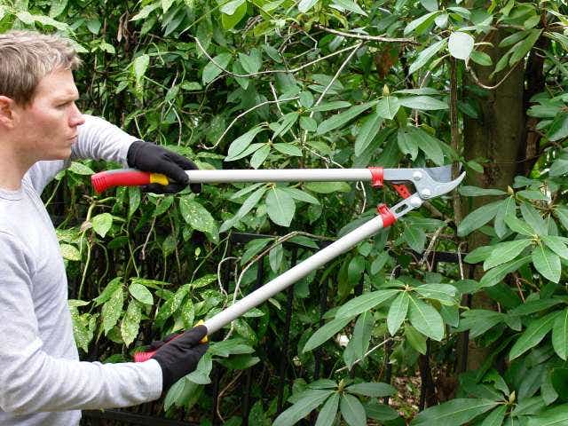 a professional pruning