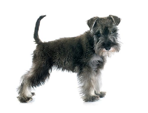 Minature Schnauzer